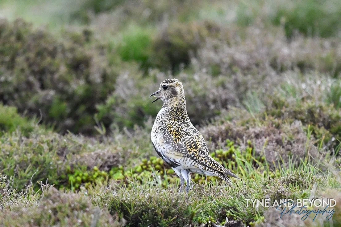 Golden plover on the Durham Moors