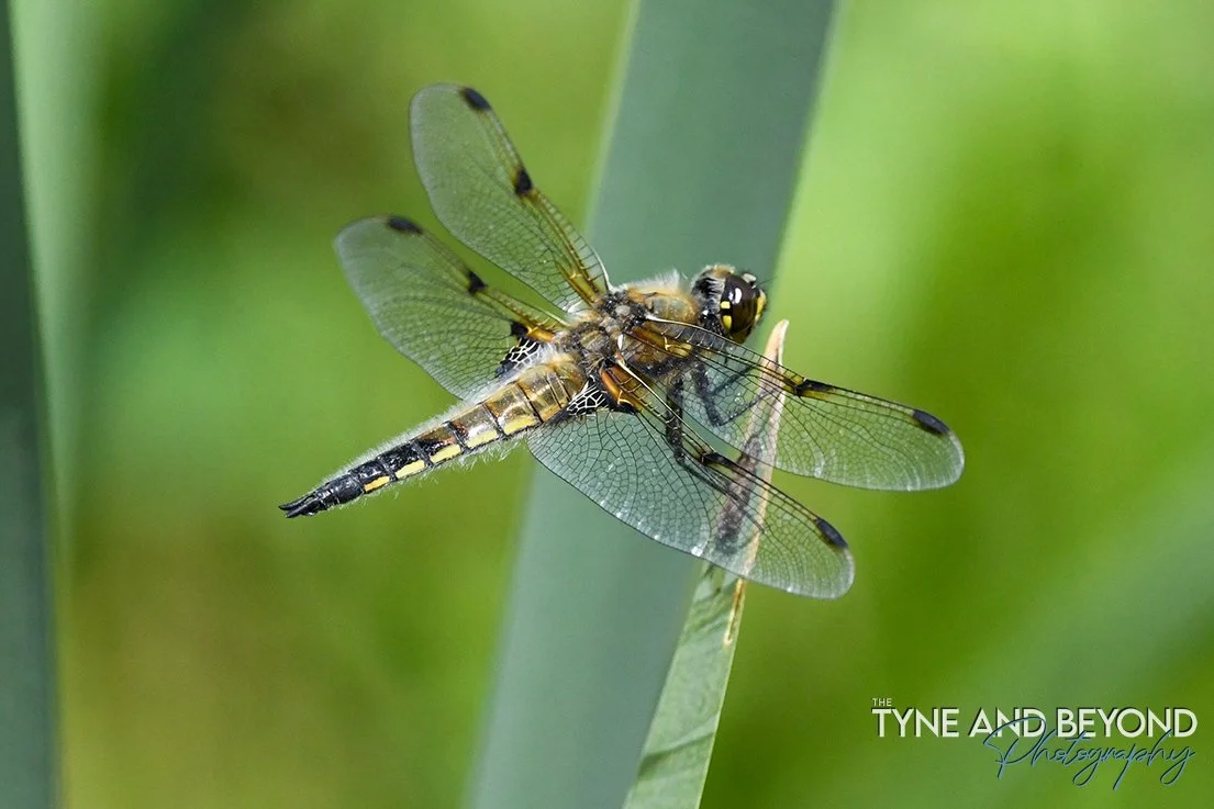 Four-spotted chase at Gosforth Nature Reserve