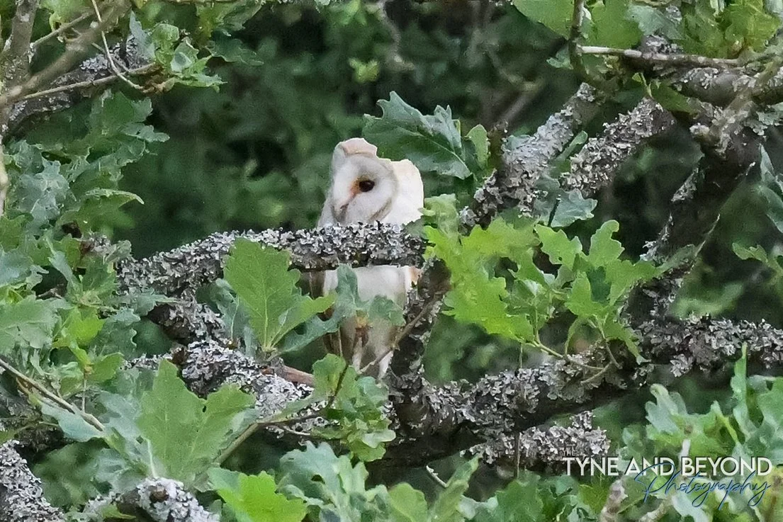 Barn Owl playing hide and seek!