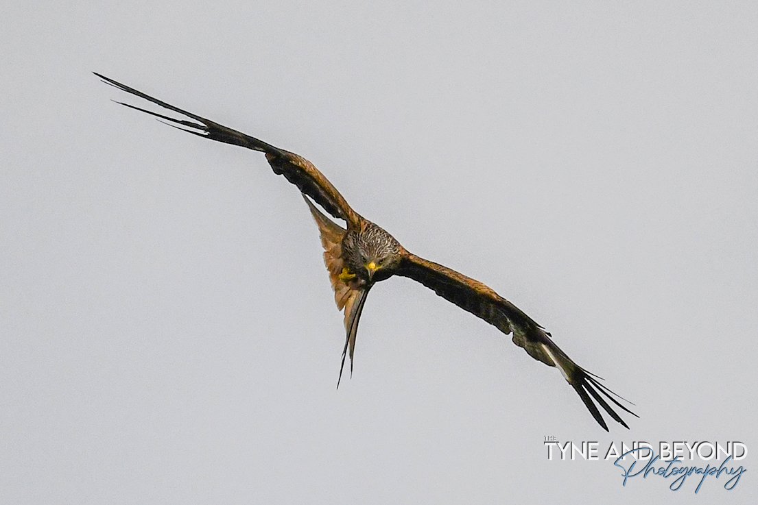 Red kite in hunting mode