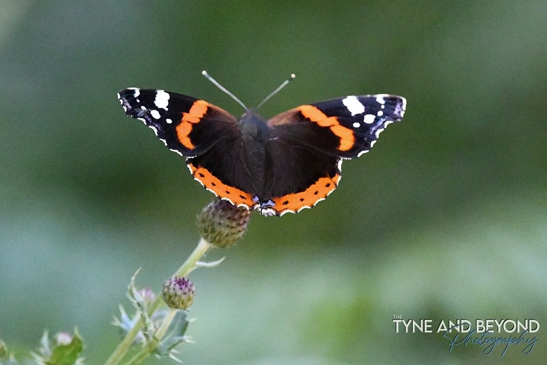 Red Admiral butterfly