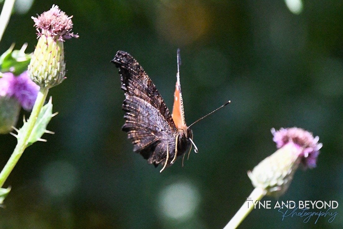 Peacock butterfly in flight showing the underwings which are in stark contrast to the colourful upperwings, this means the butterfly with closed wings can be perfectly camouflaged in winter amongst the decaying leaves!