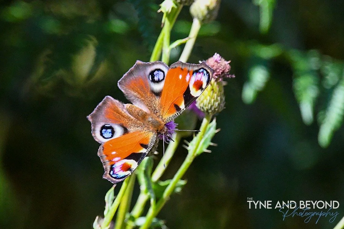 Peacock butterfly showing all its vibrant colours!
