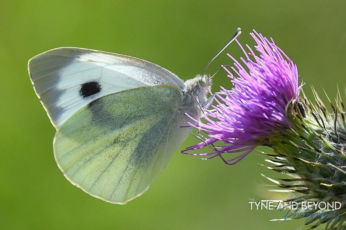 Small White