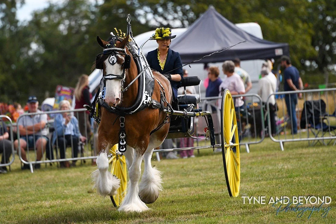 heavy horses and working dogs display at Slaley Country Show last Saturday #slaley  @slaley_show_northumberland  @visitnorthumberland