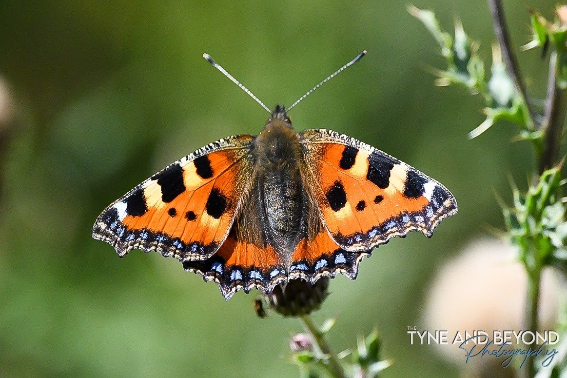 small tortoiseshell butterfly