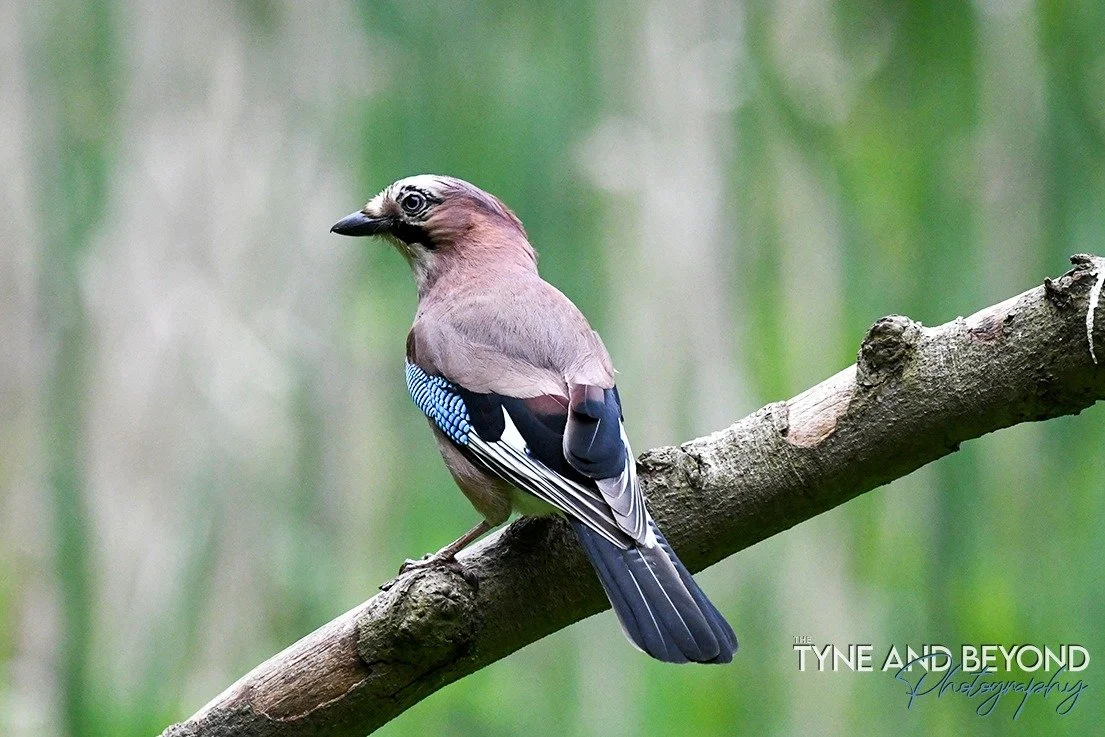 Jay in the woods!