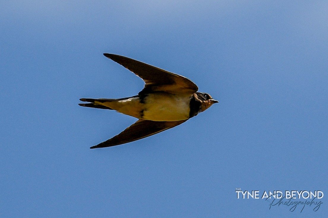 Barn Swallow doing some last minute insect gathering before the long flight back to Africa