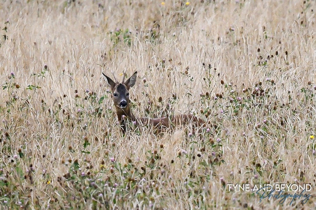Roe deer