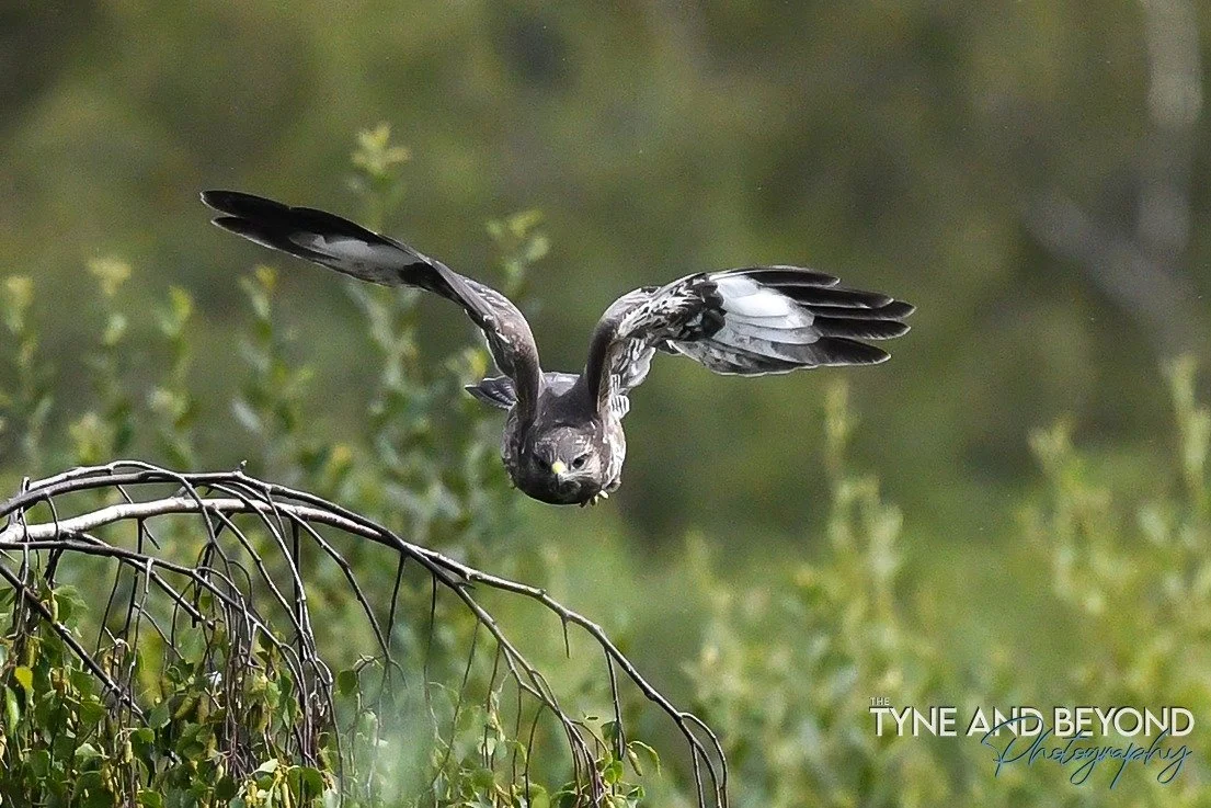 Buzzard in flight