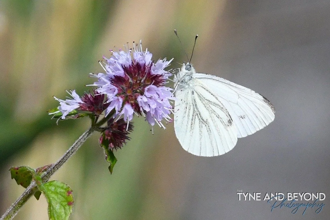 Small White butterfly