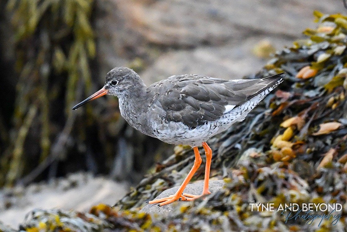 Redshank at St Marys Whitley Bay