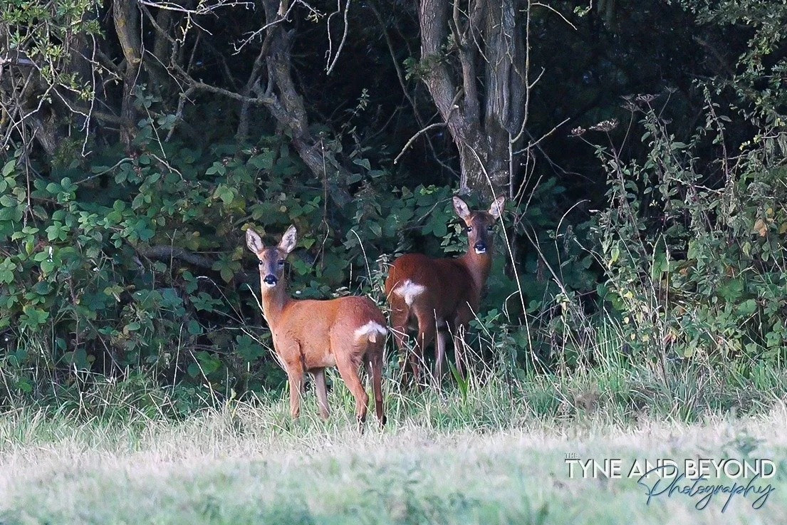 Roe deer
