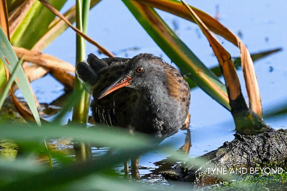 water rail, briefly popping out from behind the reeds