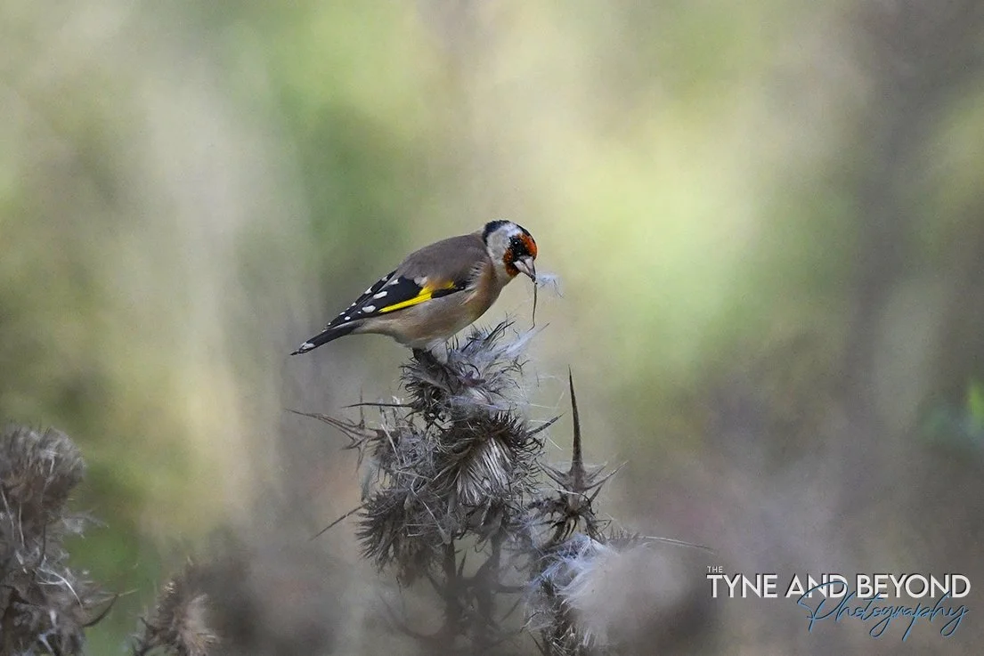 Goldfinch picking out seeds