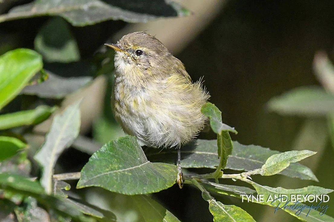 Chiff Chaff