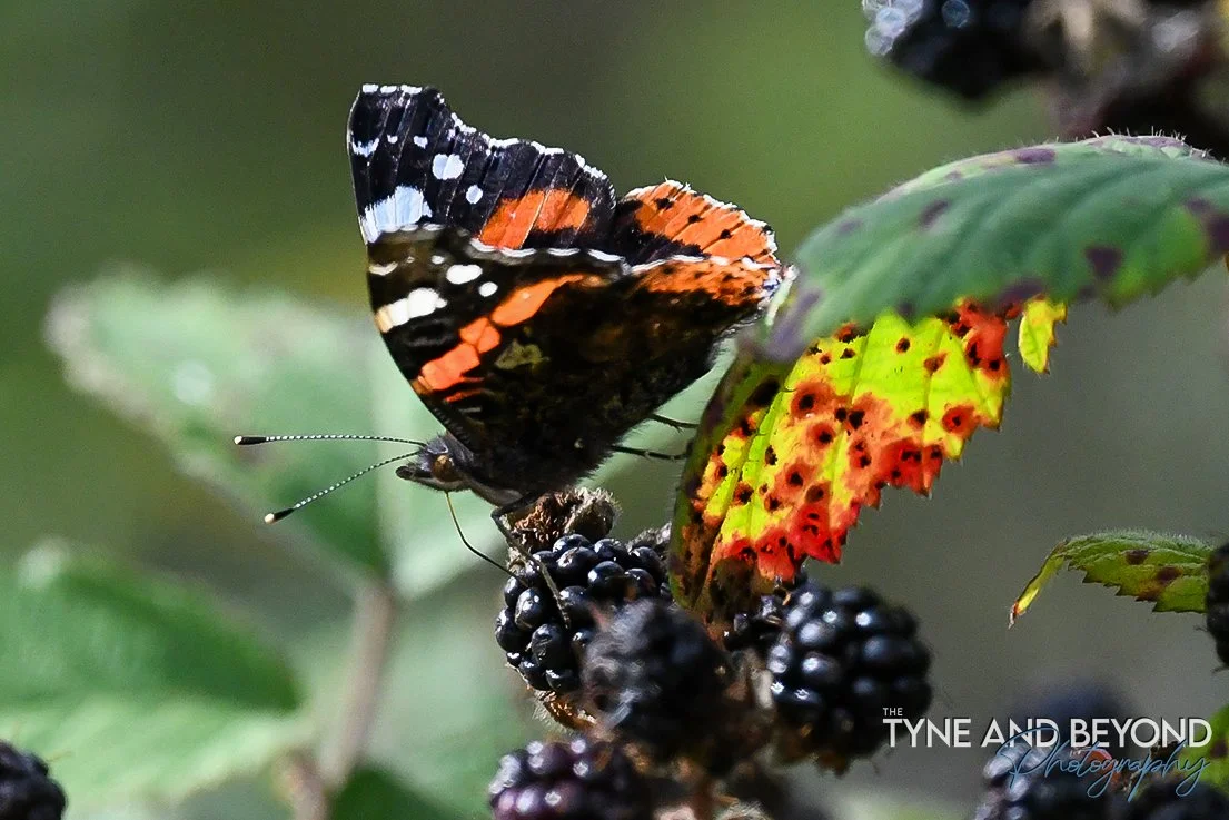 butterflies and blackberries!