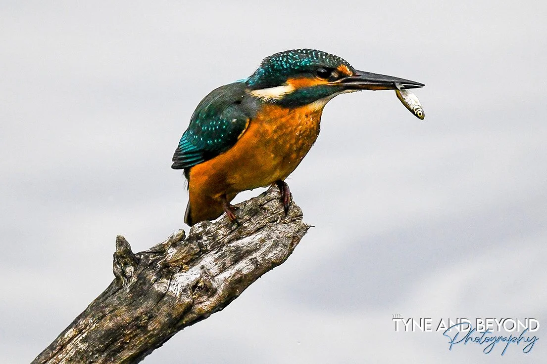 Kingfisher doing a spot of fishing