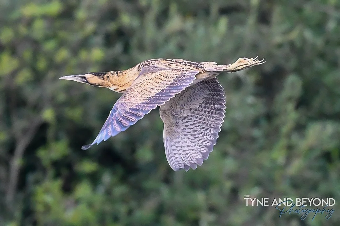 First time I have managed to get a photo of a bittern in flight!