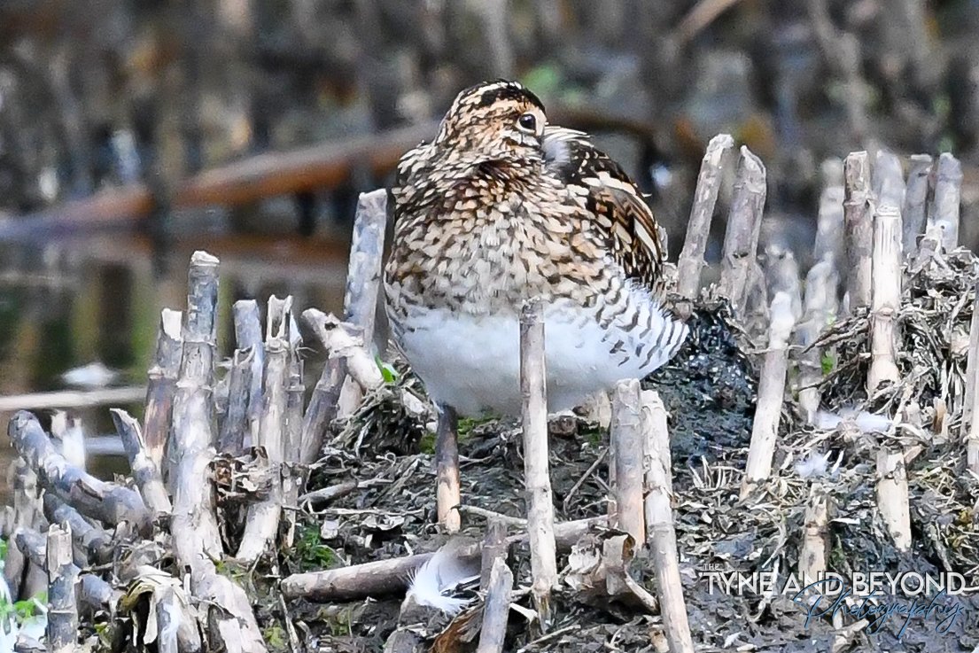 snipe all tucked in for a nap!