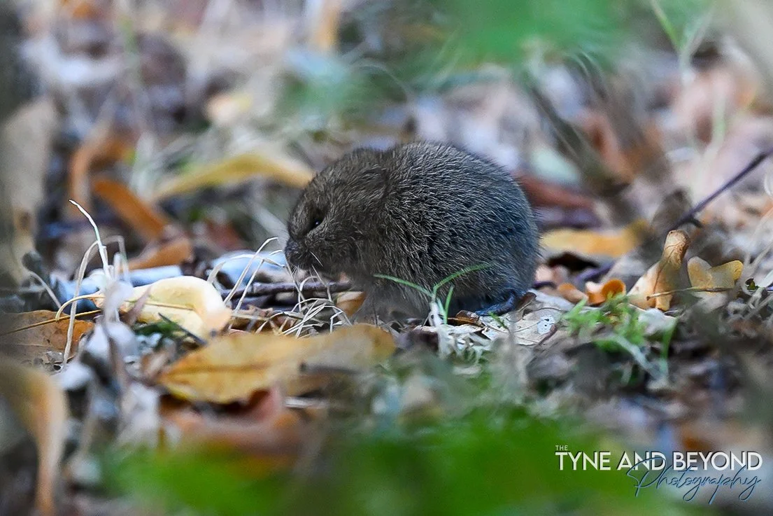 Field vole sat right on the path in front of me before wandering back in amongst the leaves, hopefully not to be lunch for a passing bird of prey!