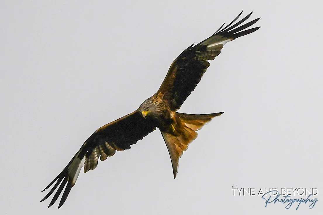 Red Kite on a mission to find breakfast!