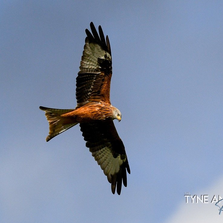On the way to Galloway Forest for my annual October holiday, I spotted Red Kites circling the skies following a tractor hoping to pick up an easy meal, even when the dark clouds swept in they were still following!