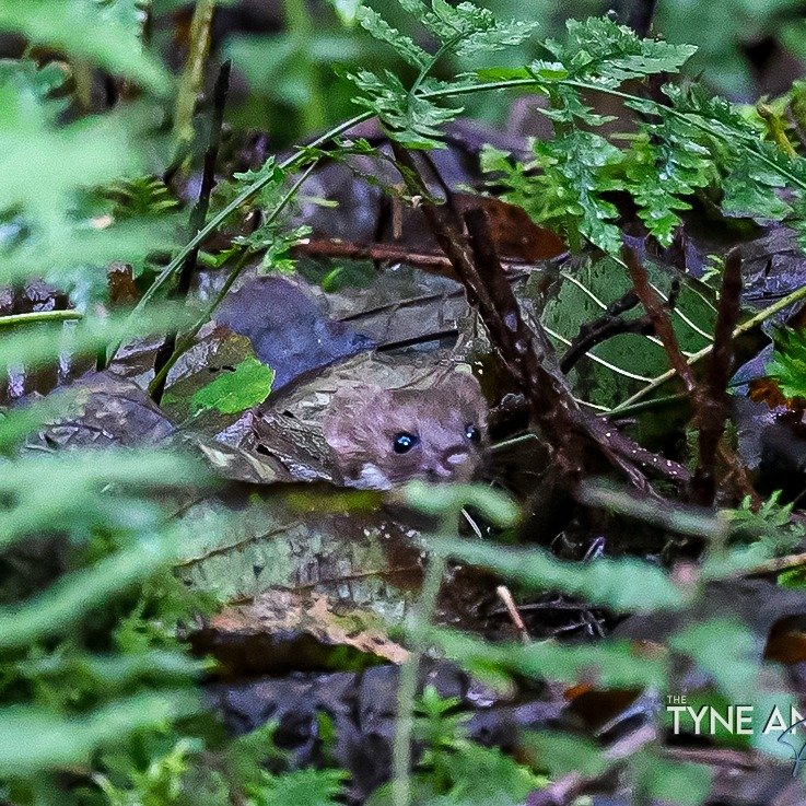Spot the stoat! Galloway Forest
