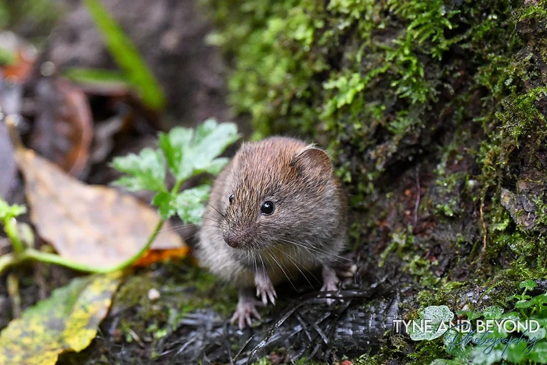 Little wood mouse at Kirroughtree Forest