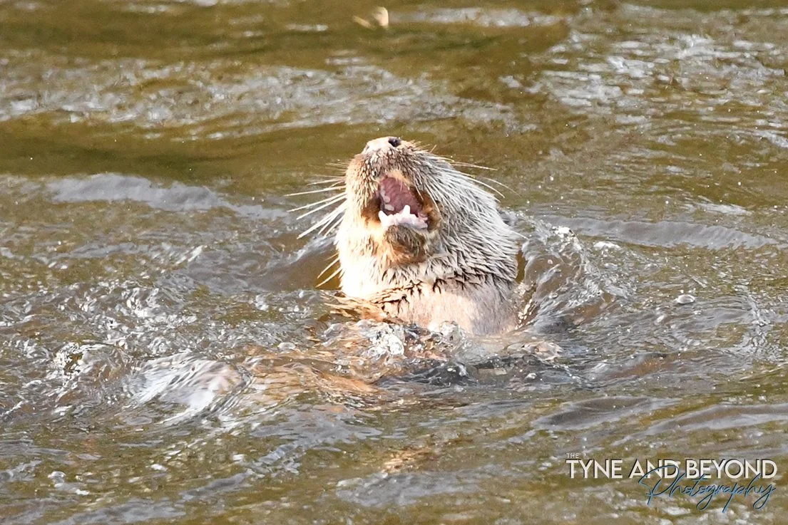 For once I was in the right place at the right time to photograph the dog otter on the River Nith at Dumfries!