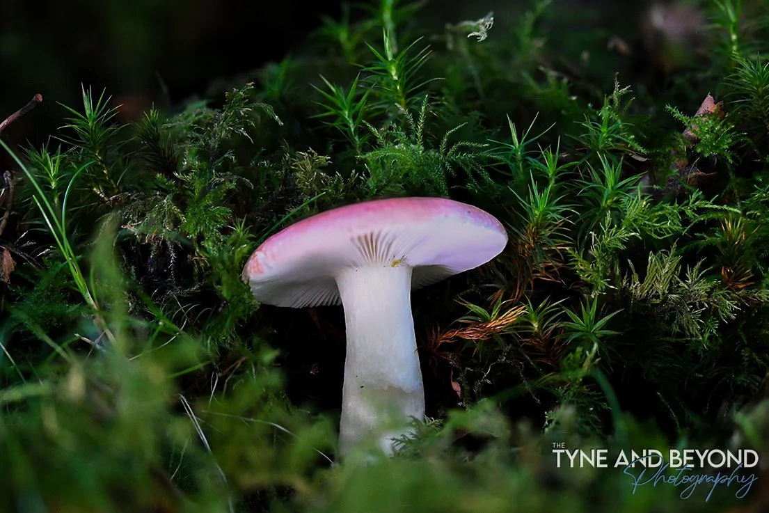 Fungi in the Galloway Forest