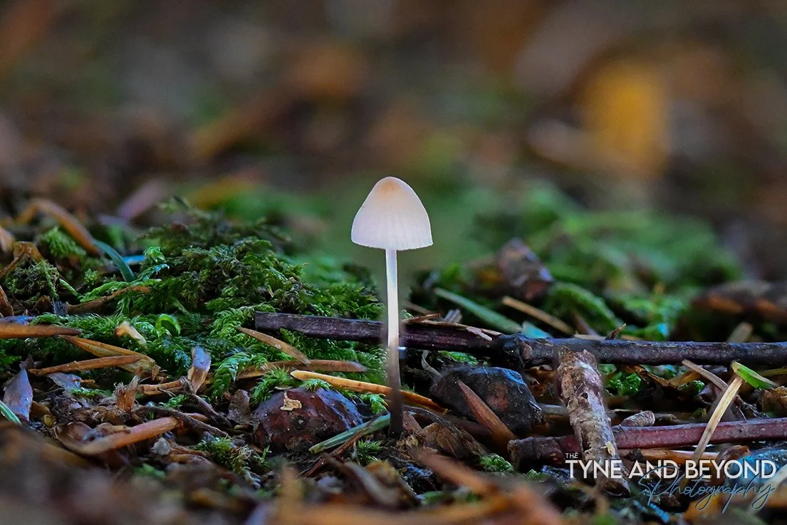 More fungi in the Galloway Forest