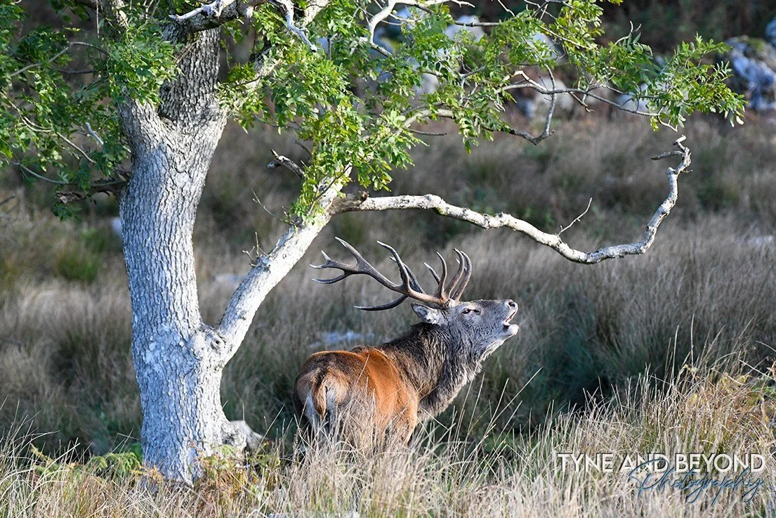 red deer stag in the Galloway Forest