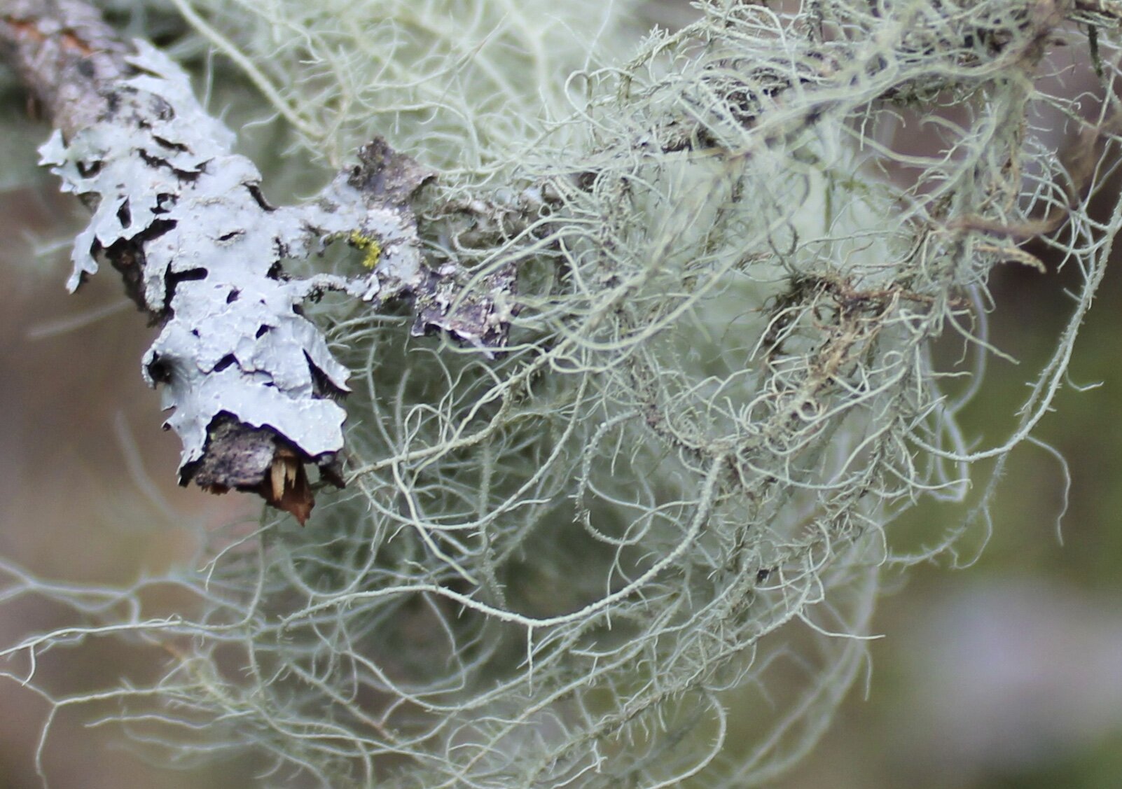 Lichen, 2020