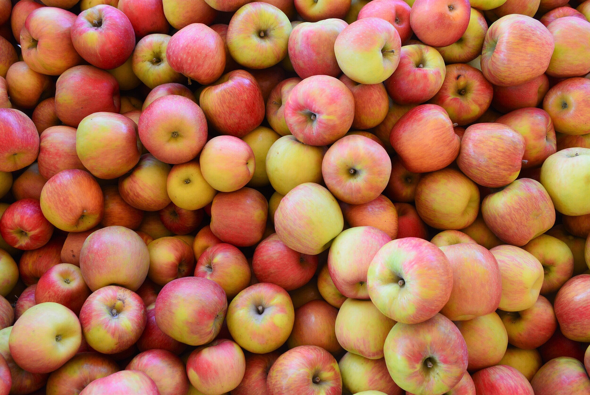 The Lucy Apple: A New Red-Fleshed Variety That Tastes Like Honeycrisp With  A Hint Of Berries