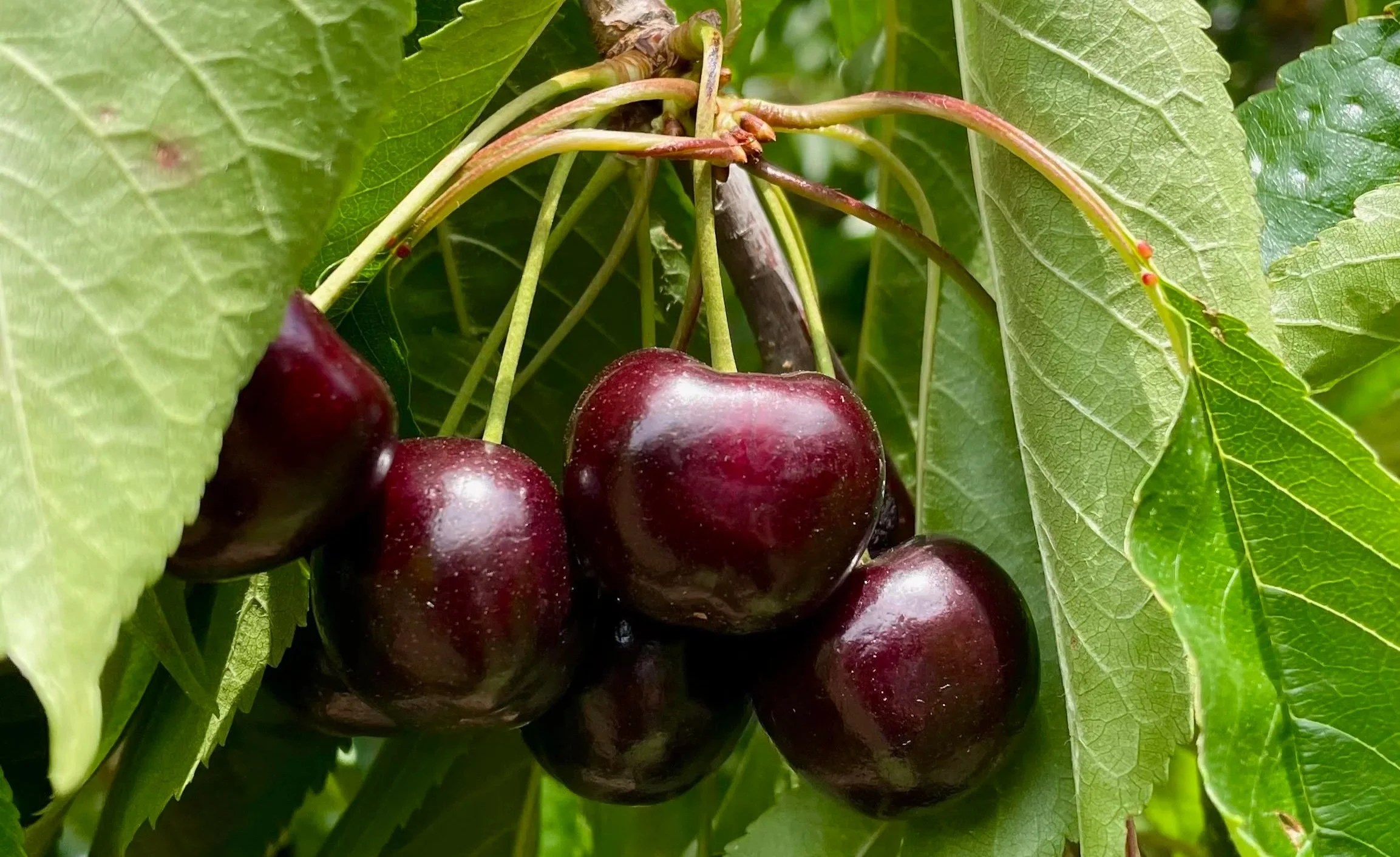 CHERRIES