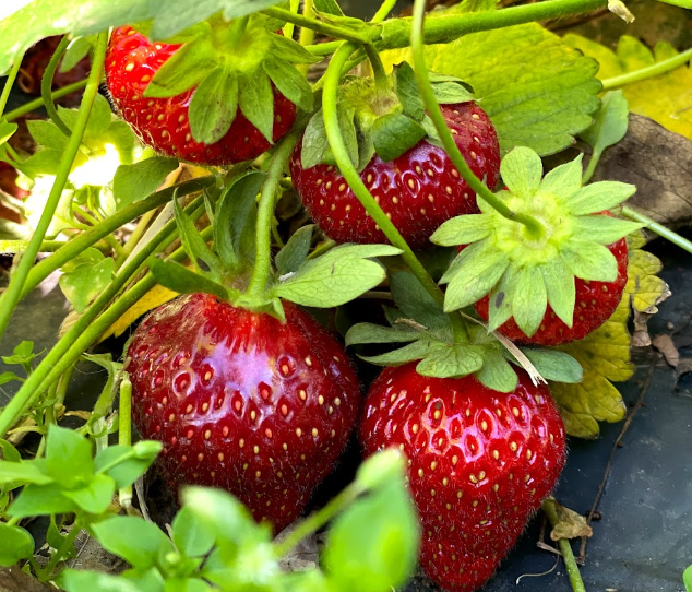 STRAWBERRIES