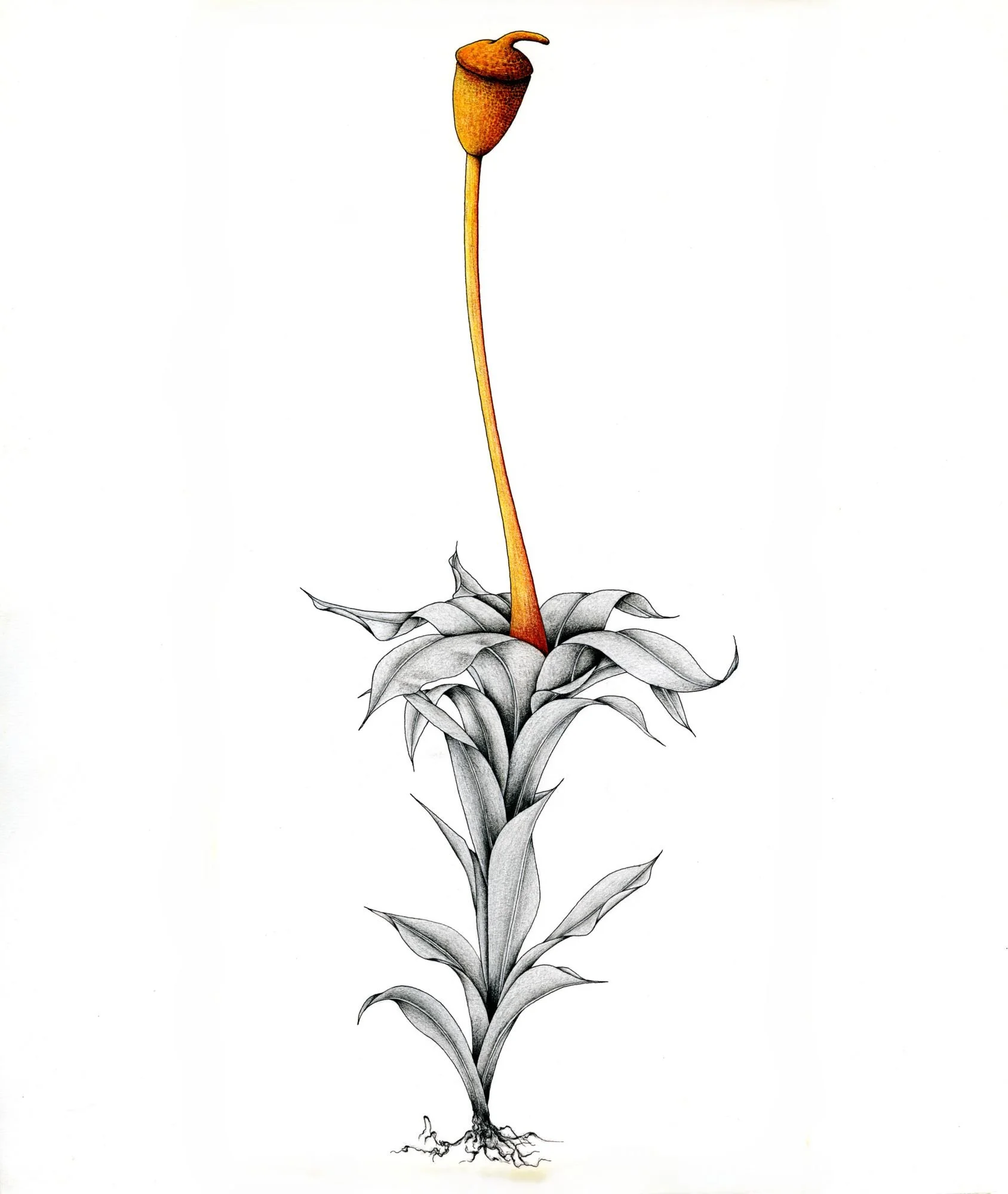 Jomphe_Pottia Truncata P1331.jpg