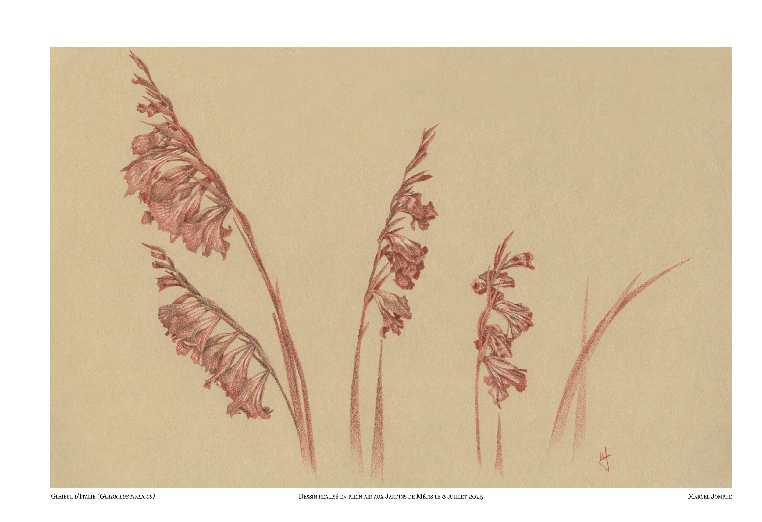2025-07-08-Gladiolus-italicus.jpg