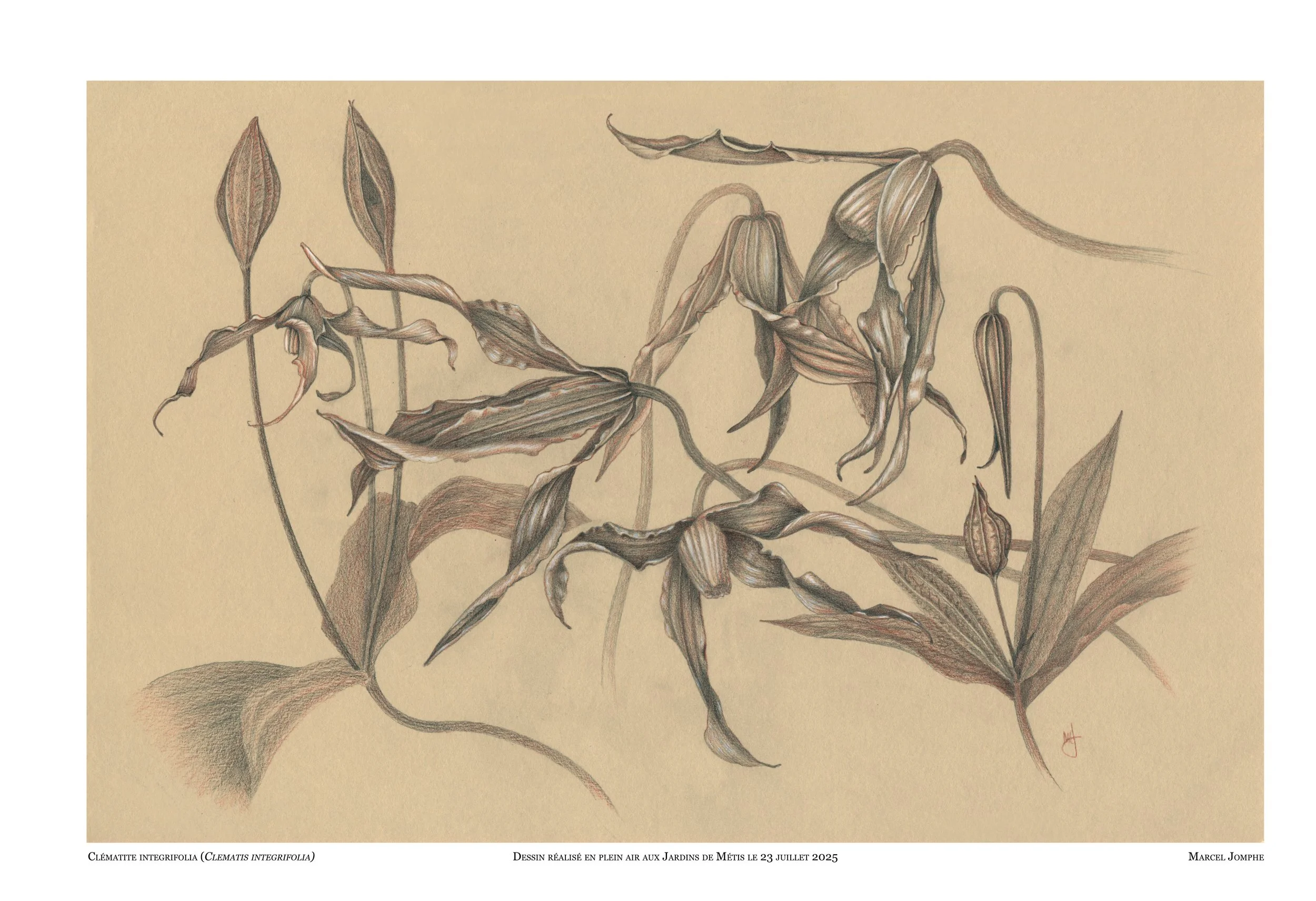 2025-07-23_Clematis-integrifolia.jpg