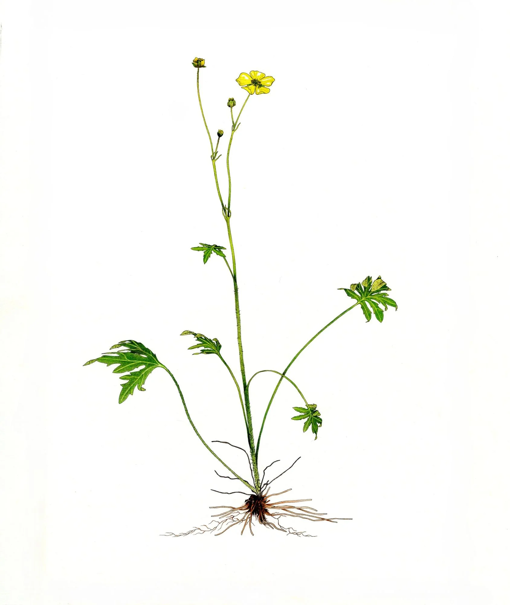 Jomphe_Ranunculus acris P1328.jpg