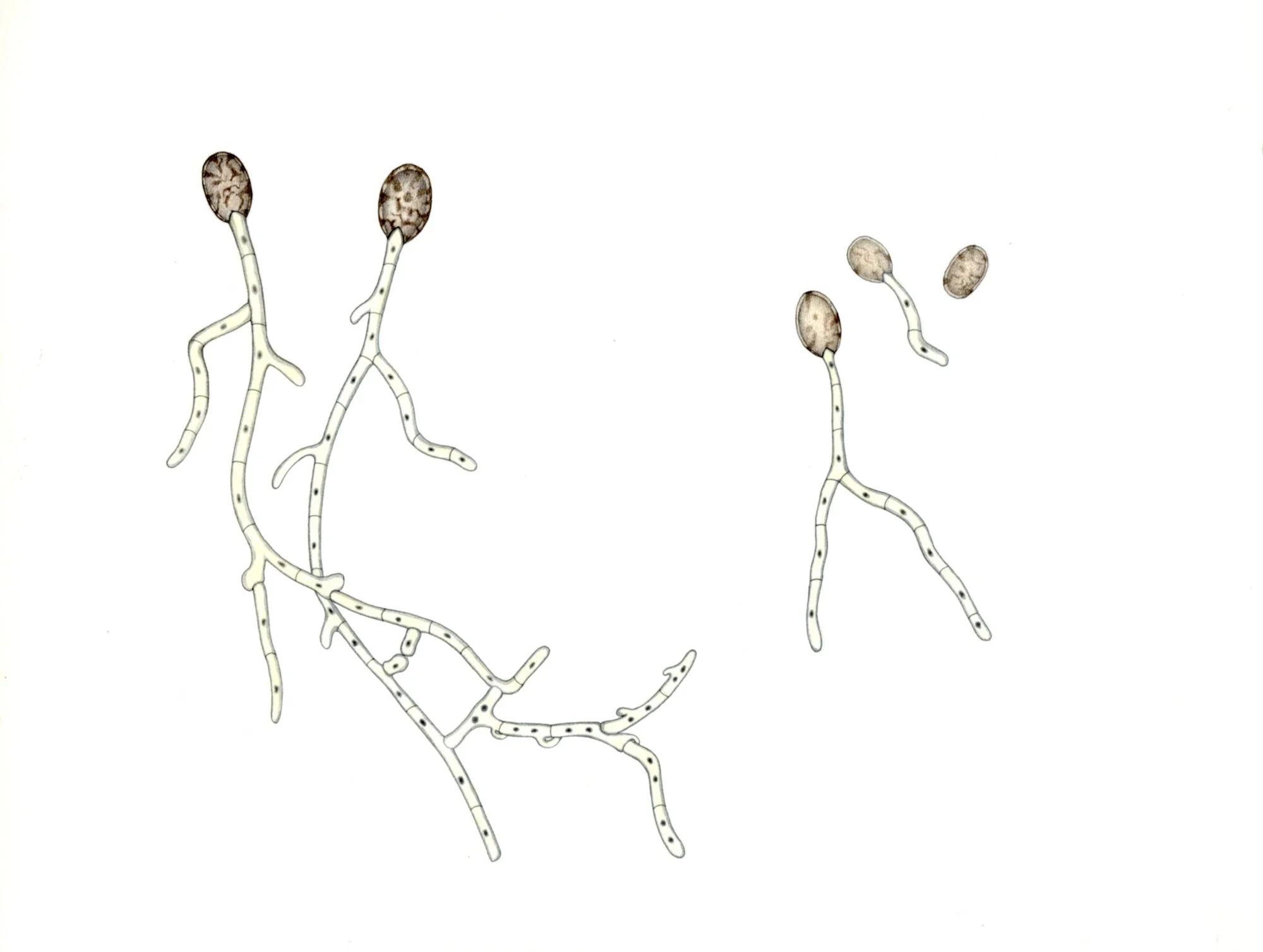 Jomphe_Mushroom P1641.jpg