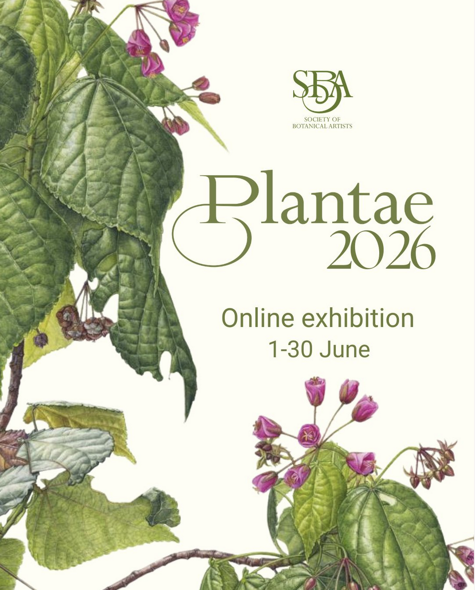 Ma participation à l'exposition "Plantae 2026" de la Society of Botanical Artists (SBA)