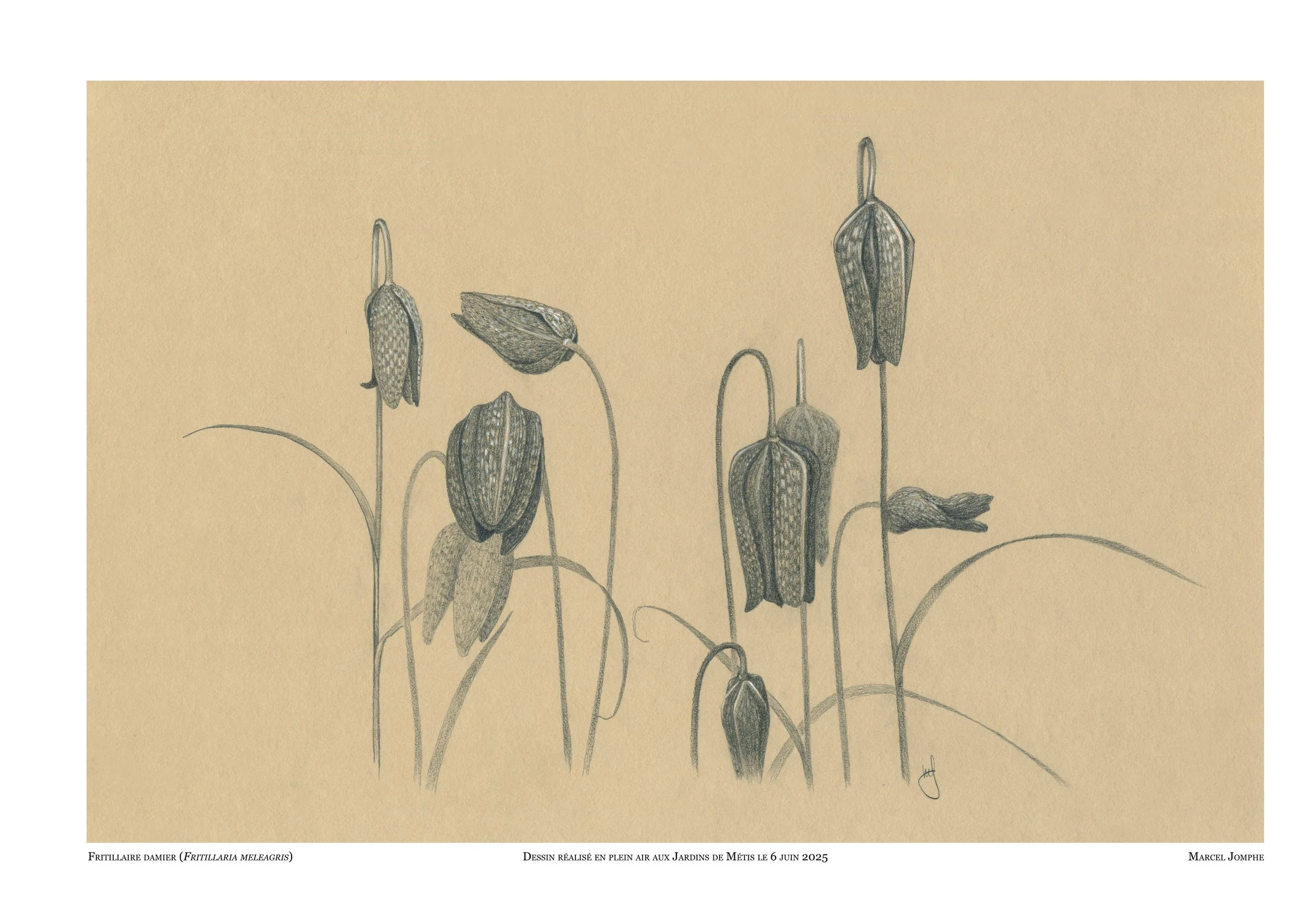 2025-06-06_fritillaria.jpg