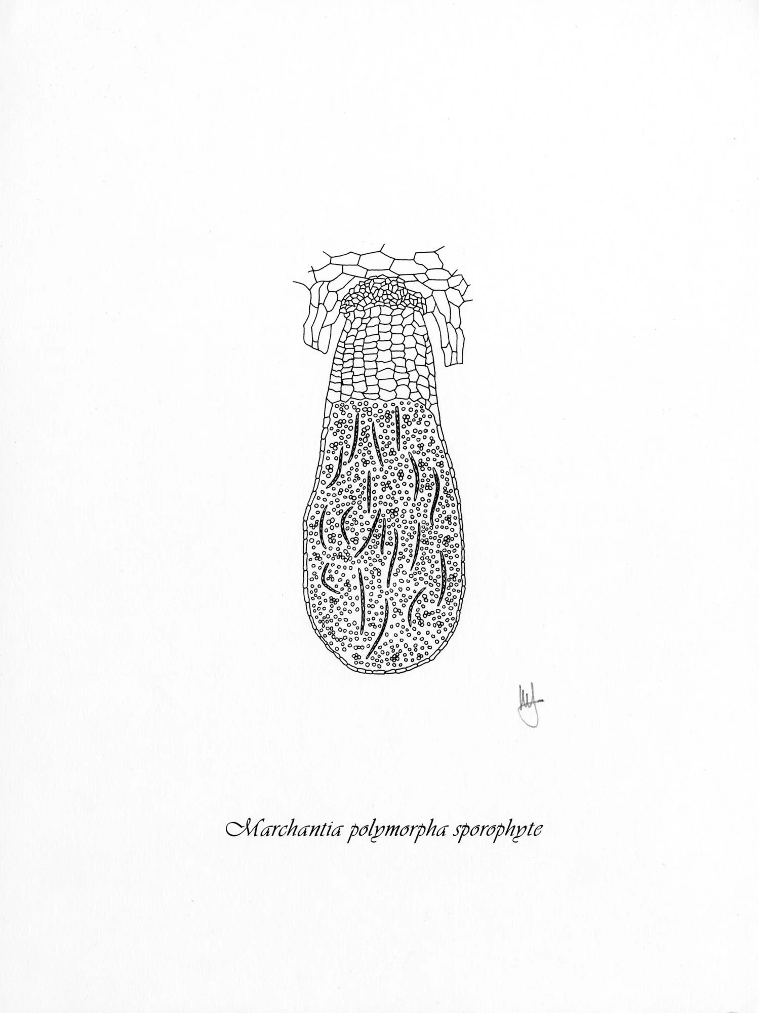 Jomphe_Marcantia P1658.jpg