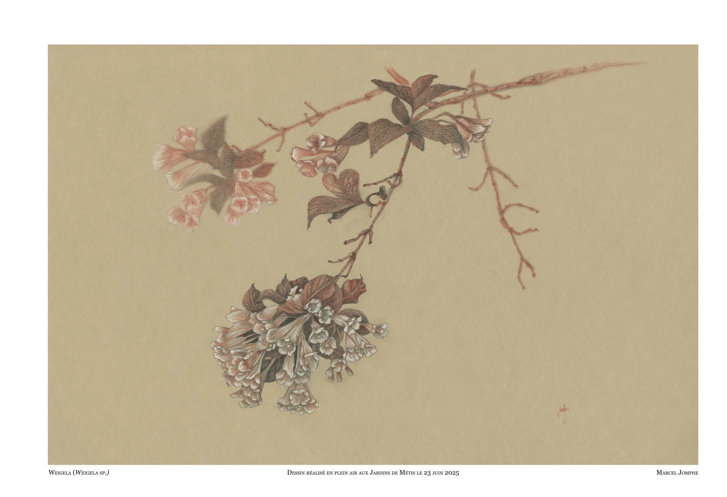 2025-06-23_Weigela.jpg