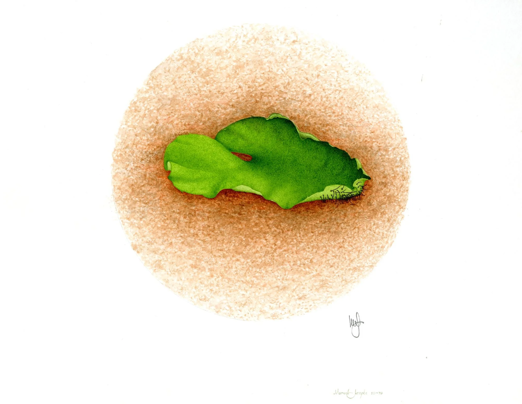 Jomphe_Fern gametophyte P1662.jpg