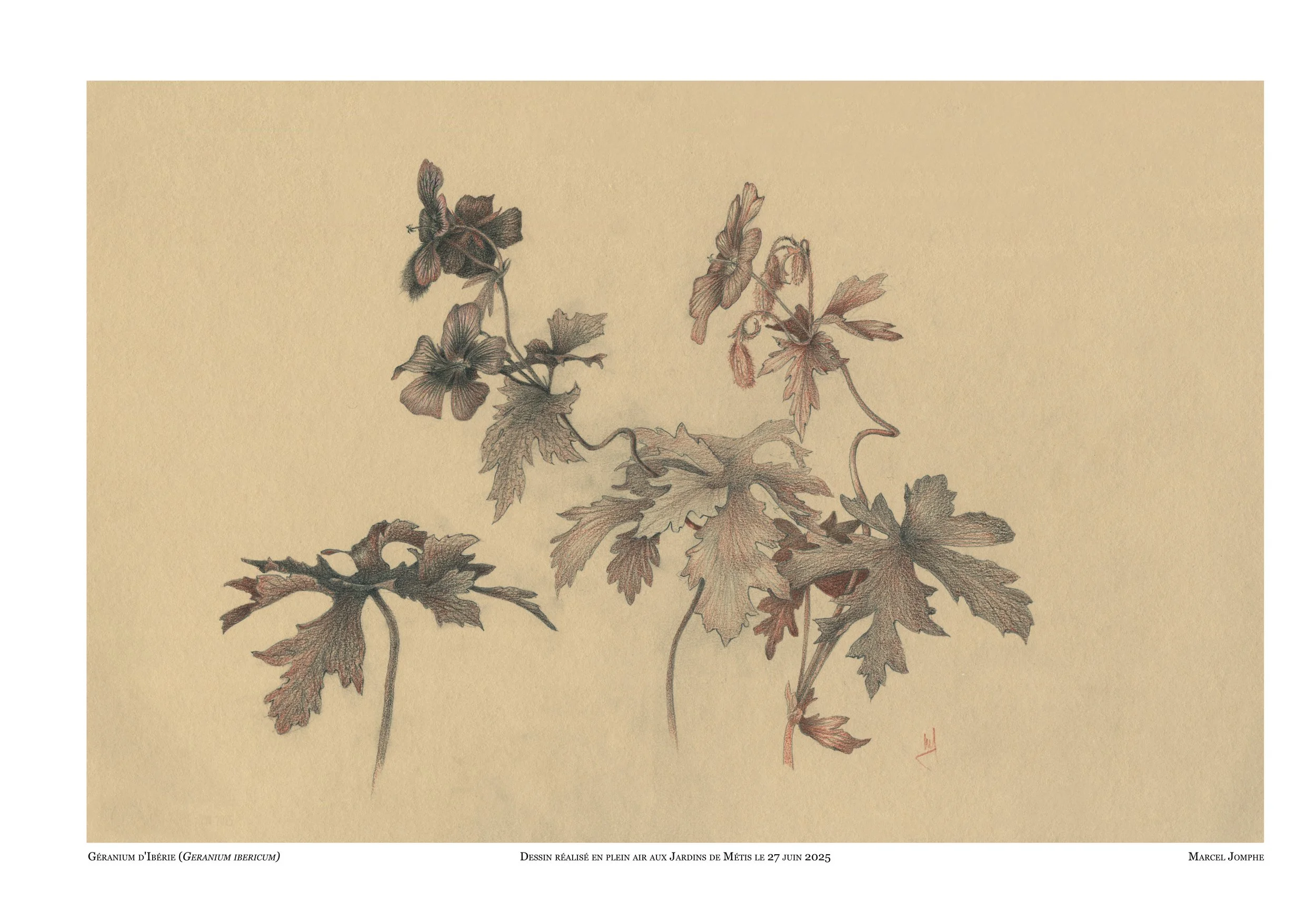 2025-06-27-Geranium-ibericum.jpg