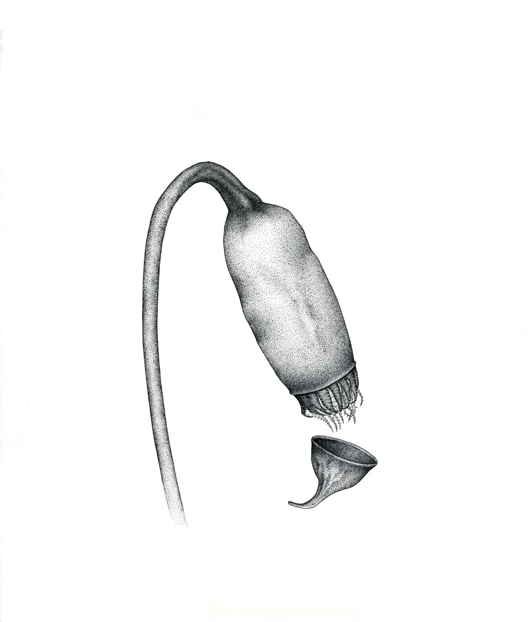 Jomphe_Mnium Spinulosum P1333.jpg