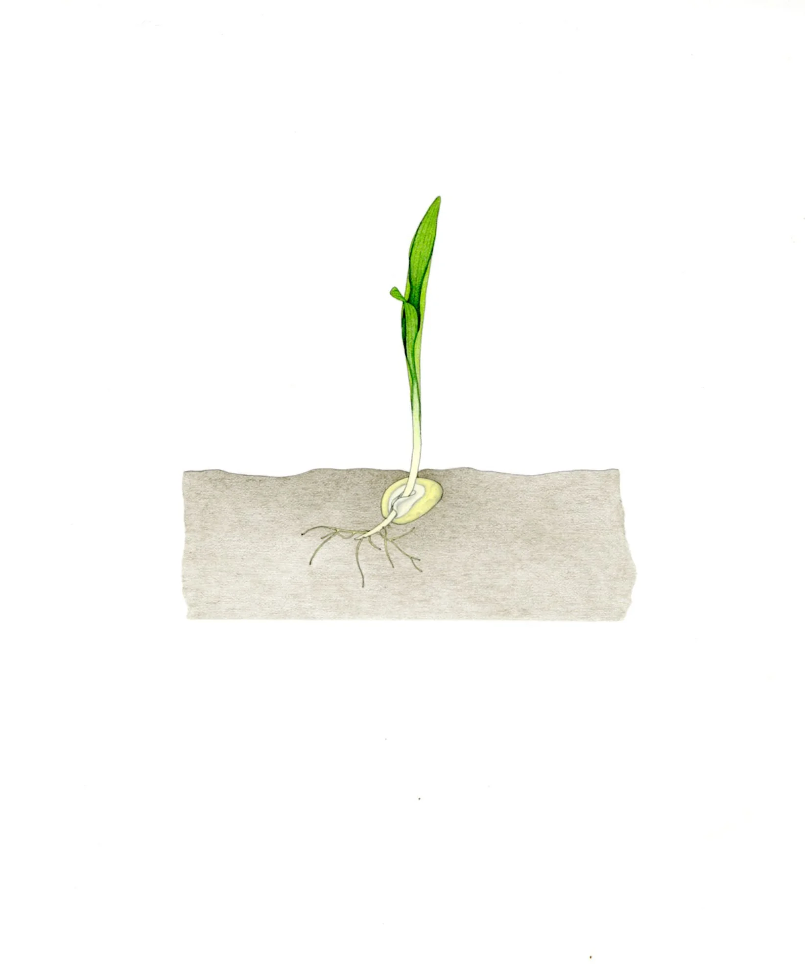 Jomphe_Corn Seedling P1628.jpg